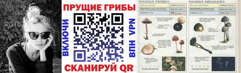 Псилоцибиновые грибы Magic Shrooms  наркошоп  Мещовск 